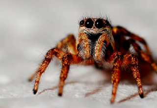 Read more about the article Expecting Spiders Makes You Less Afraid of Them