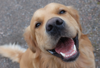 Read more about the article עכשיו זה מדעי: כלבים אוהבים אותנו כמו שאנחנו אוהבים אותם