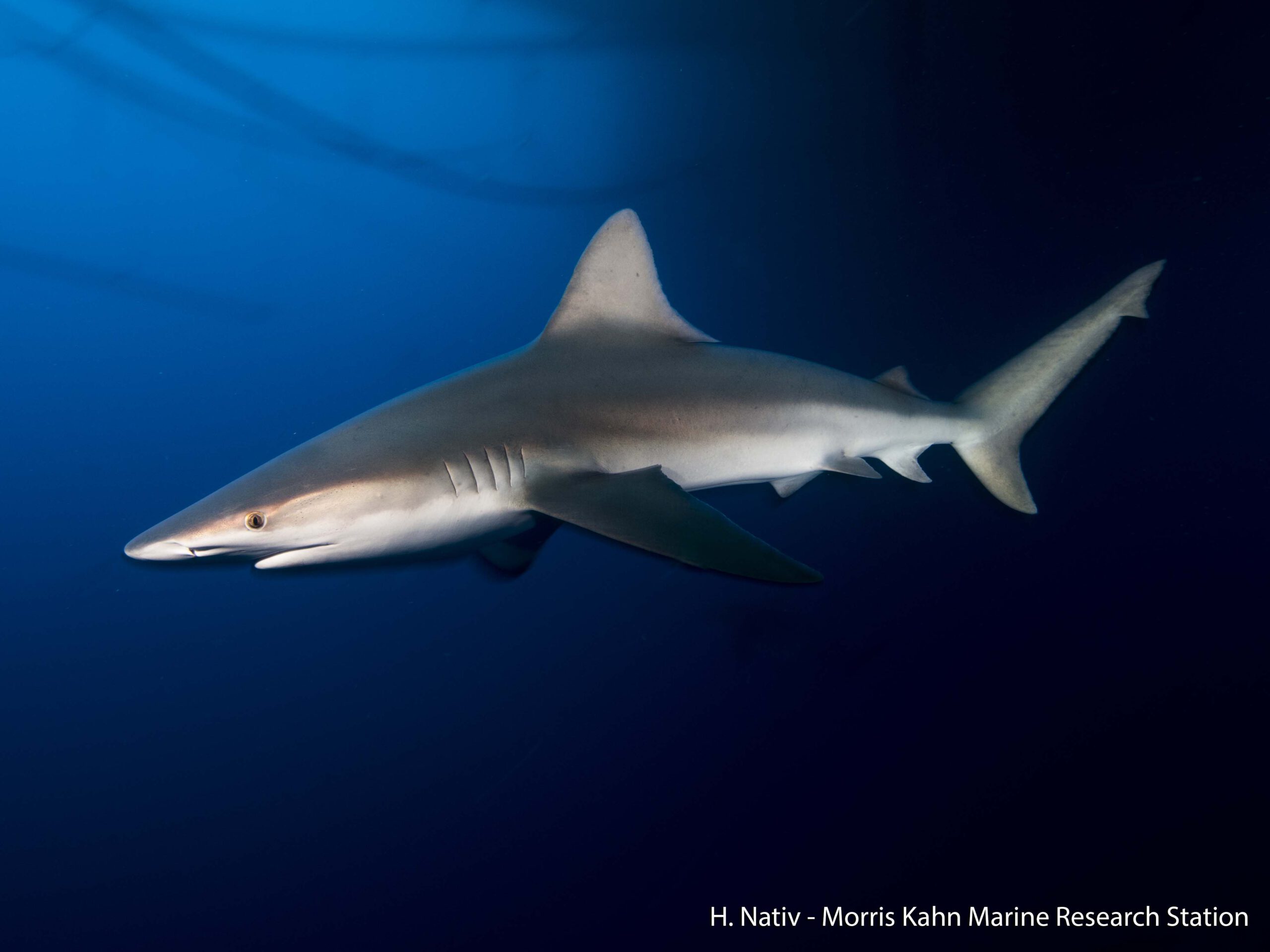 Read more about the article לראשונה אחרי 7 שנות מחקר: זוהתה התנועה הרחוקה ביותר של כריש מסוג סנפירתן