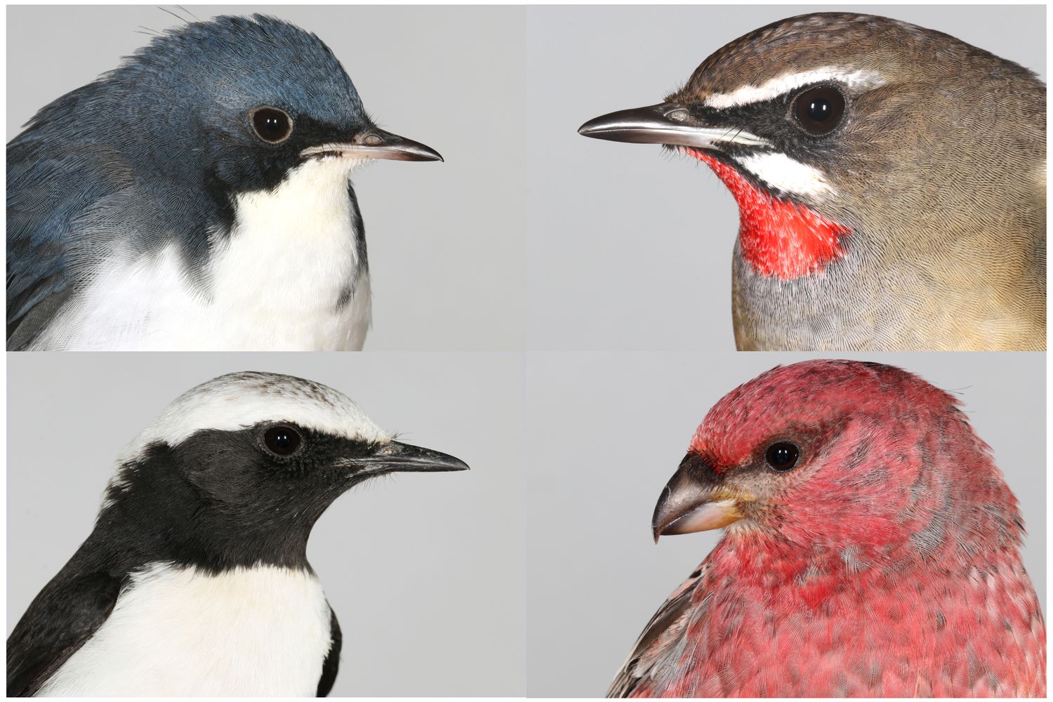 Read more about the article Male Songbirds Set the Fashion Trends; the Females Pay the Price