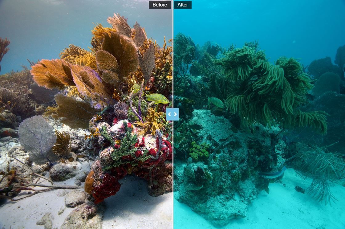 Read more about the article חוקרות פיתחו אלגוריתם ש"מנקה" הפרעות וויזואליות מתמונות שצולמו מתחת לפני המים