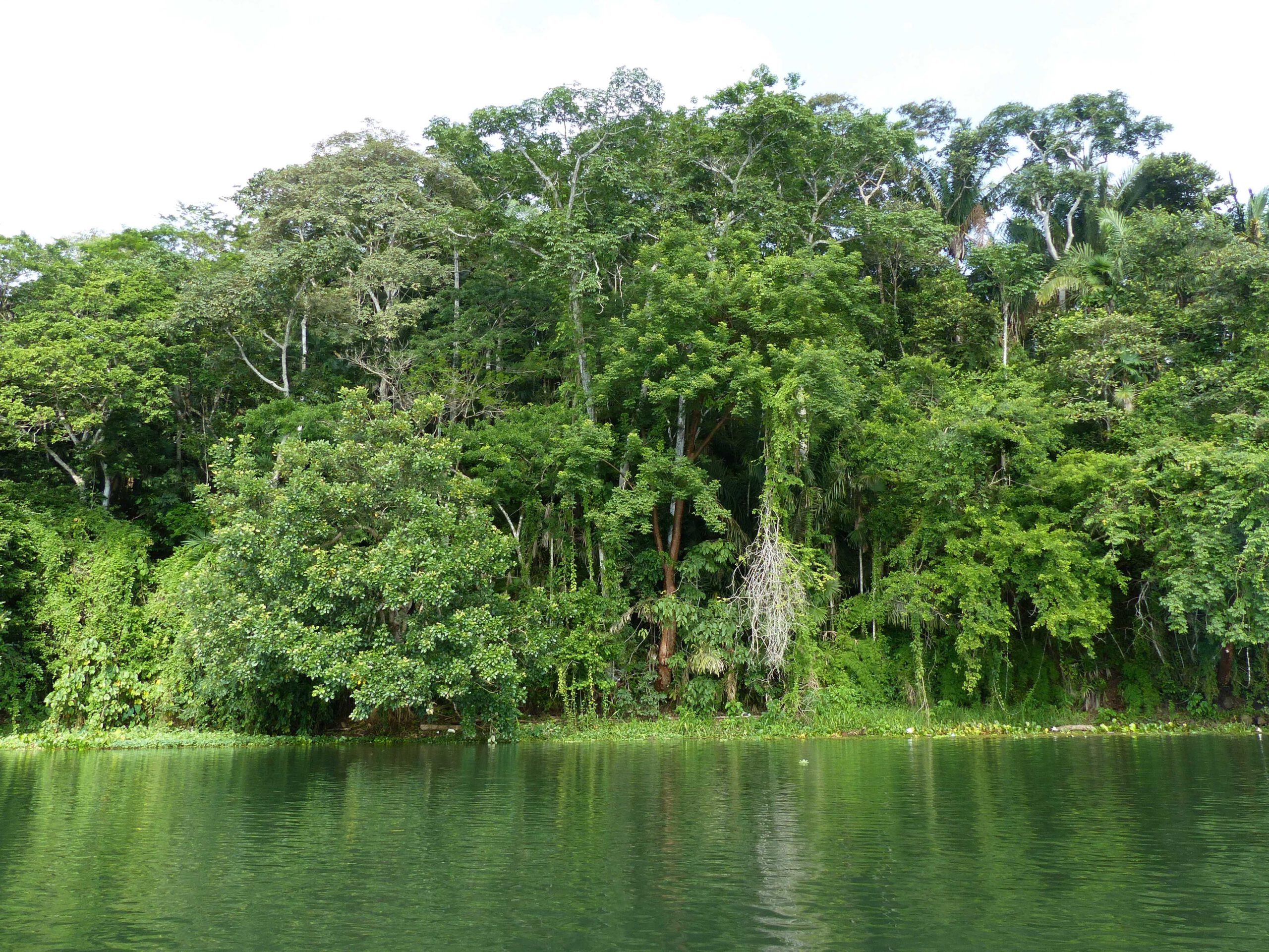 Read more about the article New Angle on Theory Explaining Species Diversity in Rainforest Trees