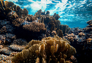 Read more about the article המחיר הכבד שהאלמוגים עלולים לשלם בגלל שינויי האקלים