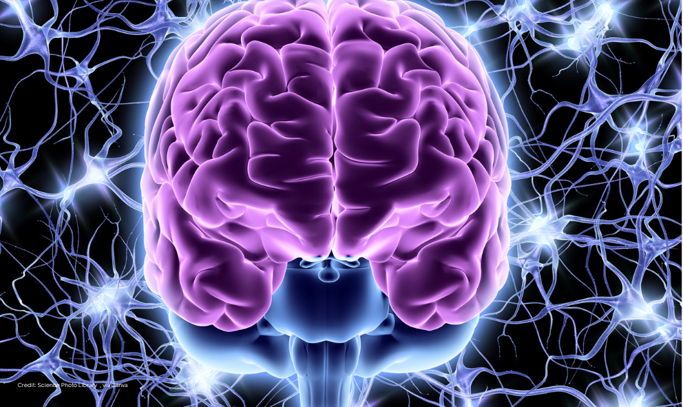 Read more about the article מחקר חדש באוניברסיטה מצא לראשונה קשר בין מחלת הפרקינסון למטריצה החוץ תאית במוח