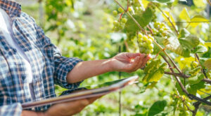 גידול גפנים