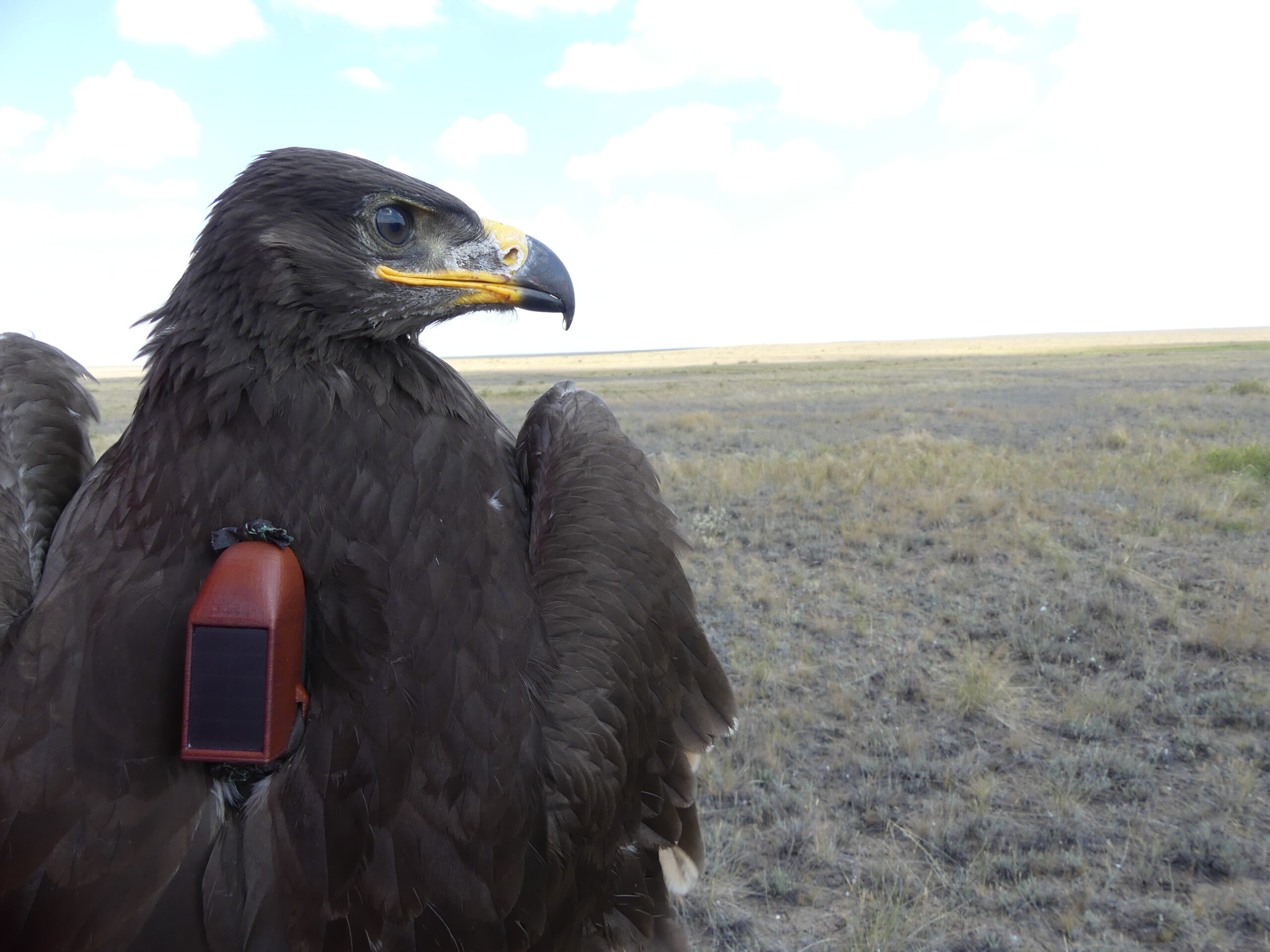 גוזל עיט ערבות עם משדר GPS שהותקן על גופו(צילום: ד"ר רון אפרת)