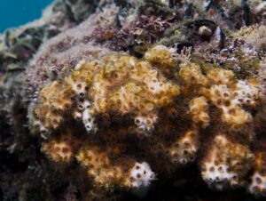 אלמוגים בים (צילום: חגי נתיב)