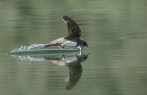 ציפור סיס, צילום: אמיר בן דב