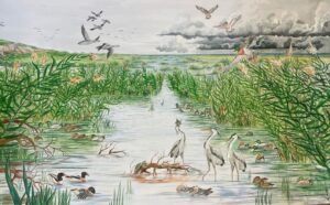עופות מים (איור: דריה לוקשין-גנדזילוב)