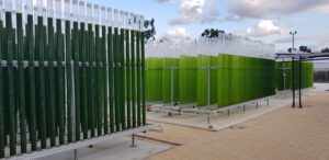 גידול מיקרו-אצות של חברת BarAlgae