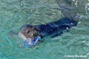 כלב ים נזירי ים תיכוני נושא בפיו בקבוק פלסטיק(צילום: Ioannis Savva)