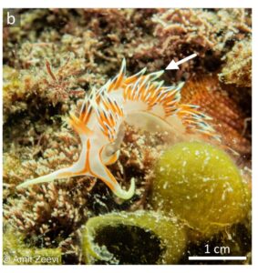 חשופית ימית