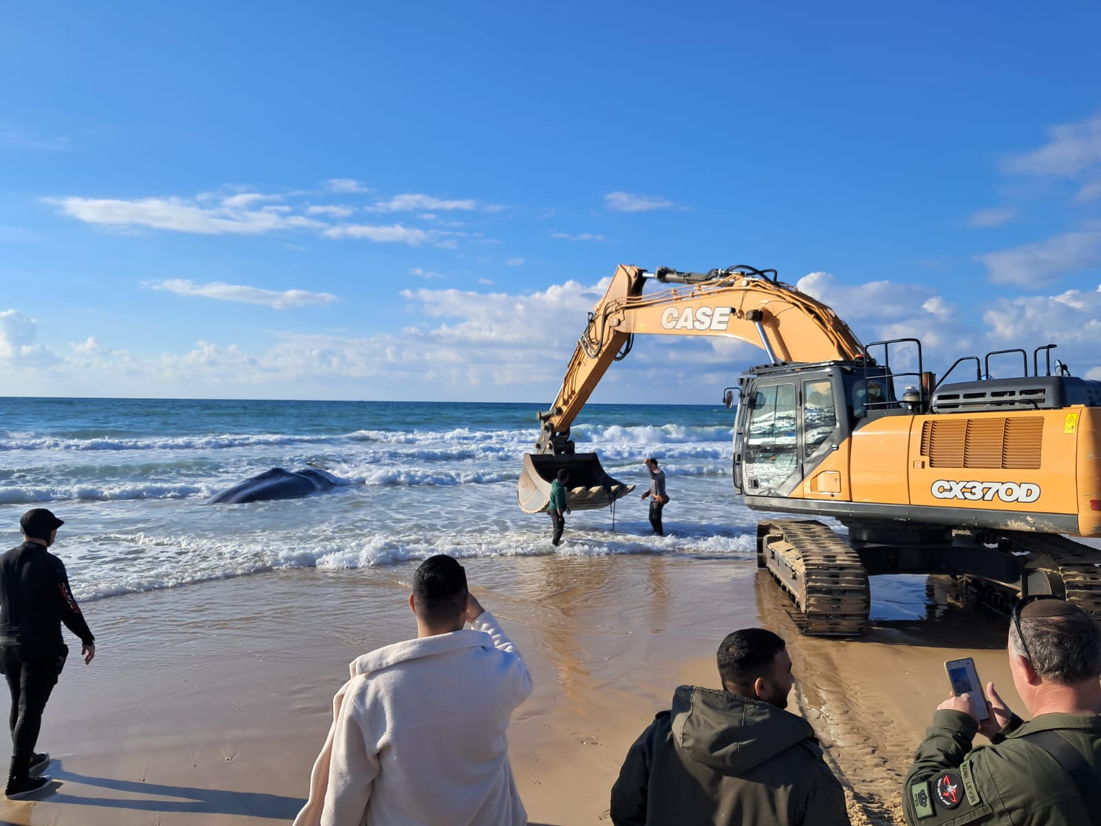לוויתן ראשתן בחוף זיקים (צילום: מיכל דהן ישראל, דלפיס)