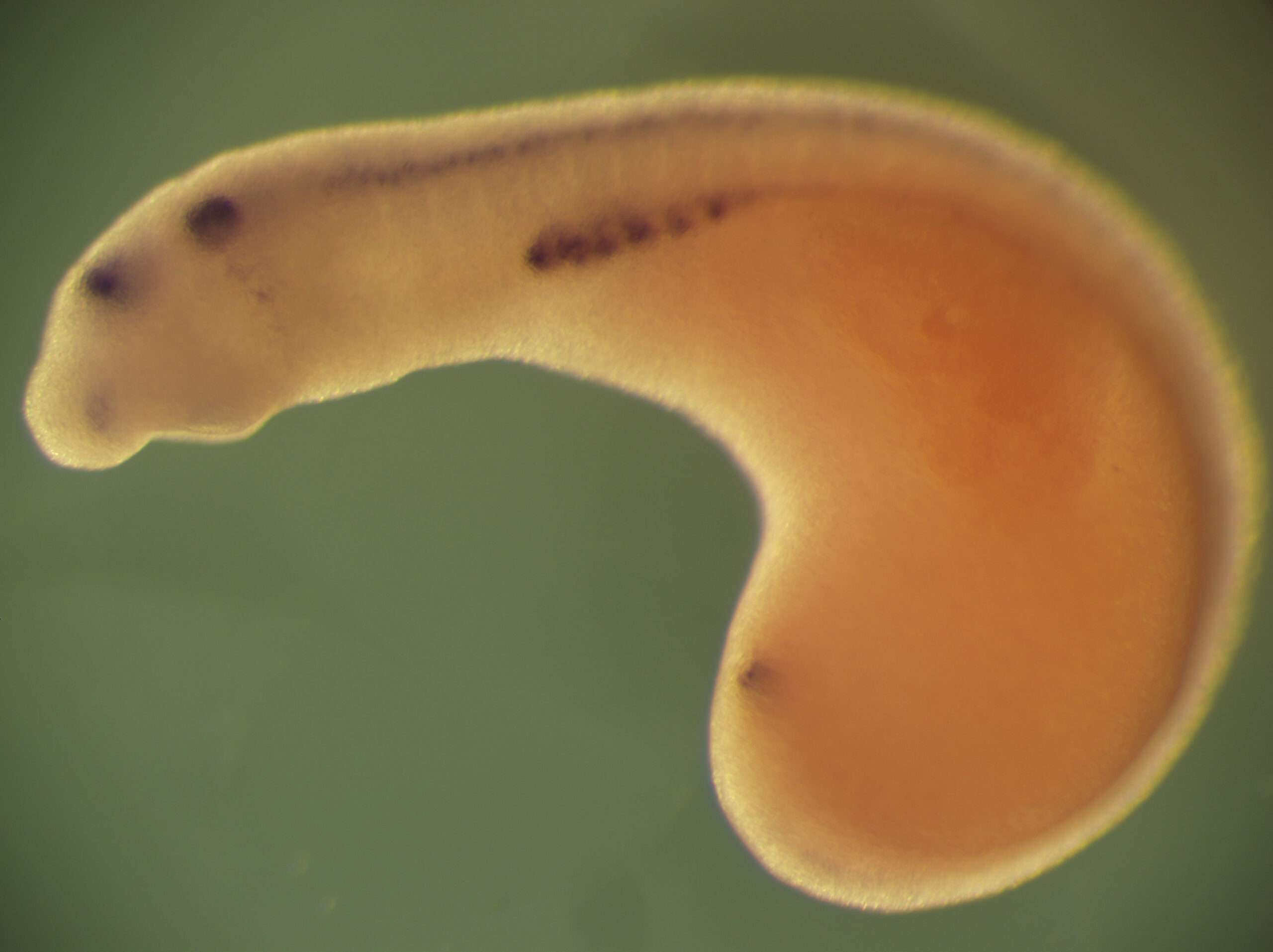 עובר צמד (lamprey) עם צביעה לגן כלייתי