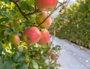 Read more about the article אוניברסיטת חיפה זכתה בקול הקורא של ות”ת והמשרד להגנת הסביבה במחזור ג’ של ‘קמפוס בר־קיימא’