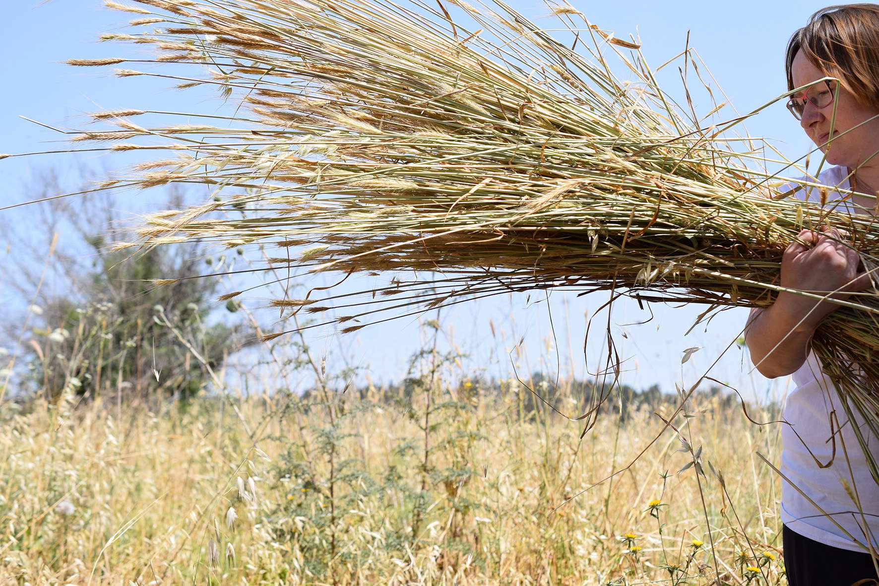 תבואה שנאספה בקציר דגני בר במצב יבש בשדה בר ליד יוקנעם (צילום: